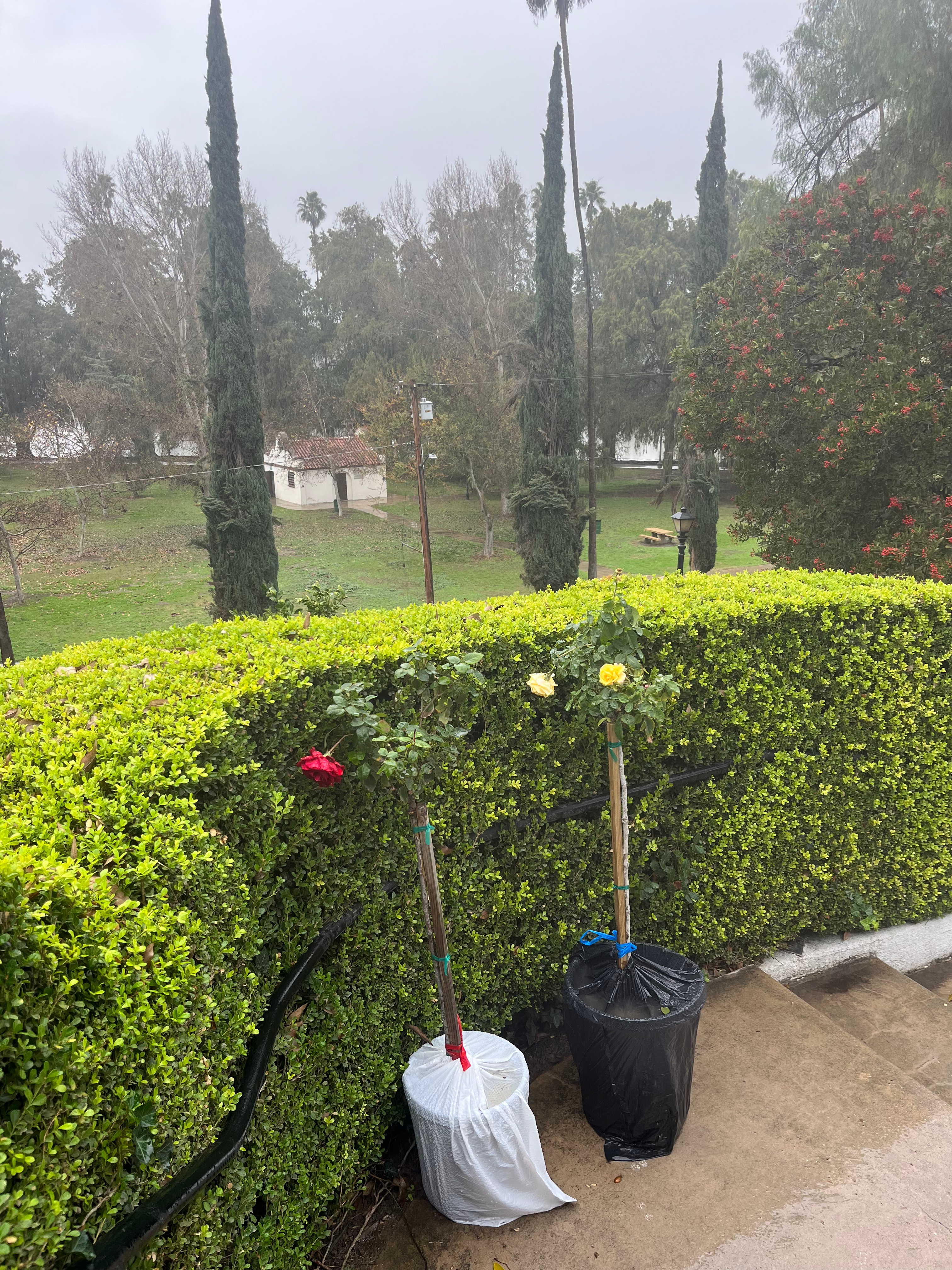 Rose Trees as a Masterful Garden Centerpiece