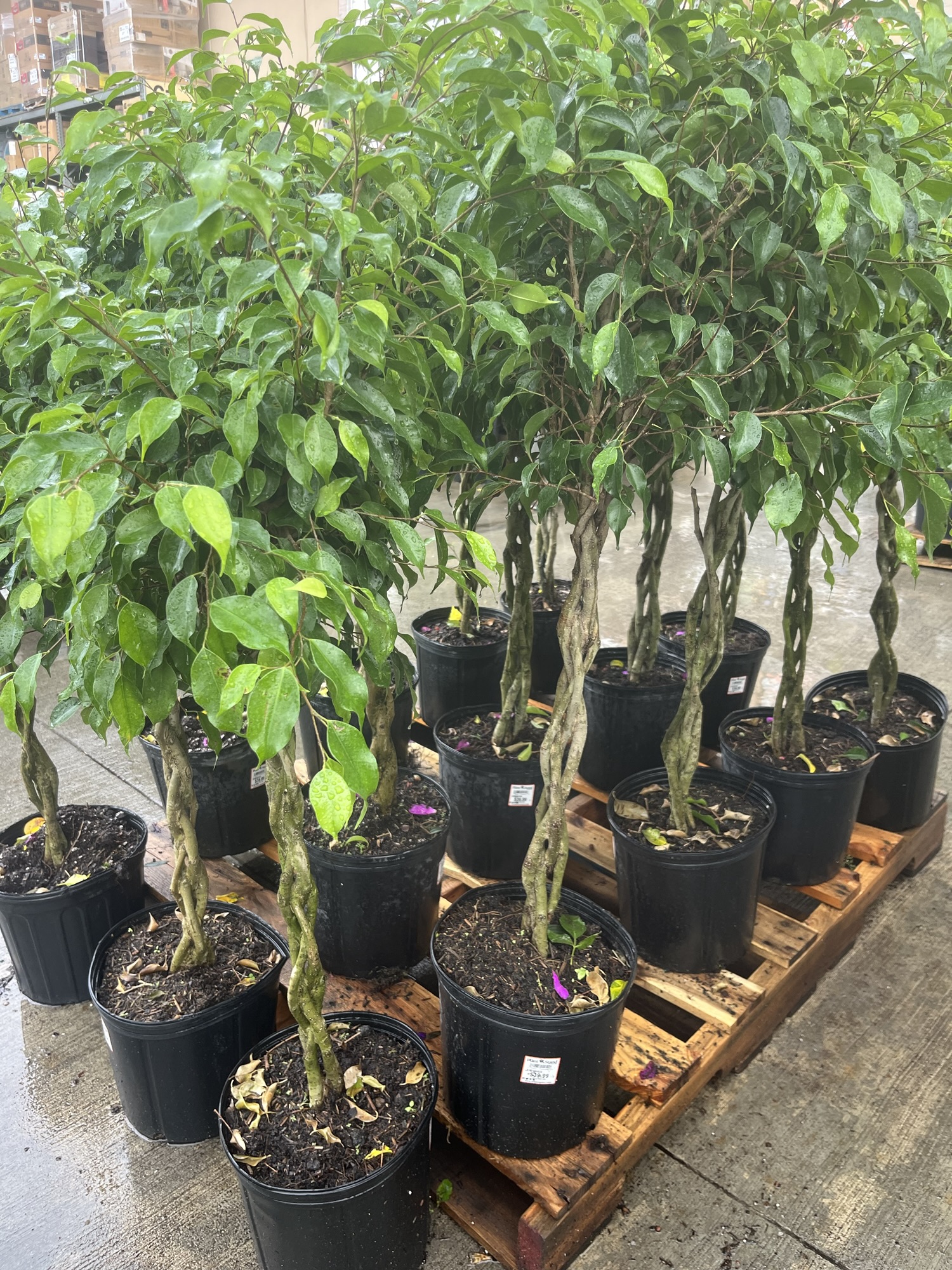 Preventing Root Rot: A Gardener’s Essential Guide