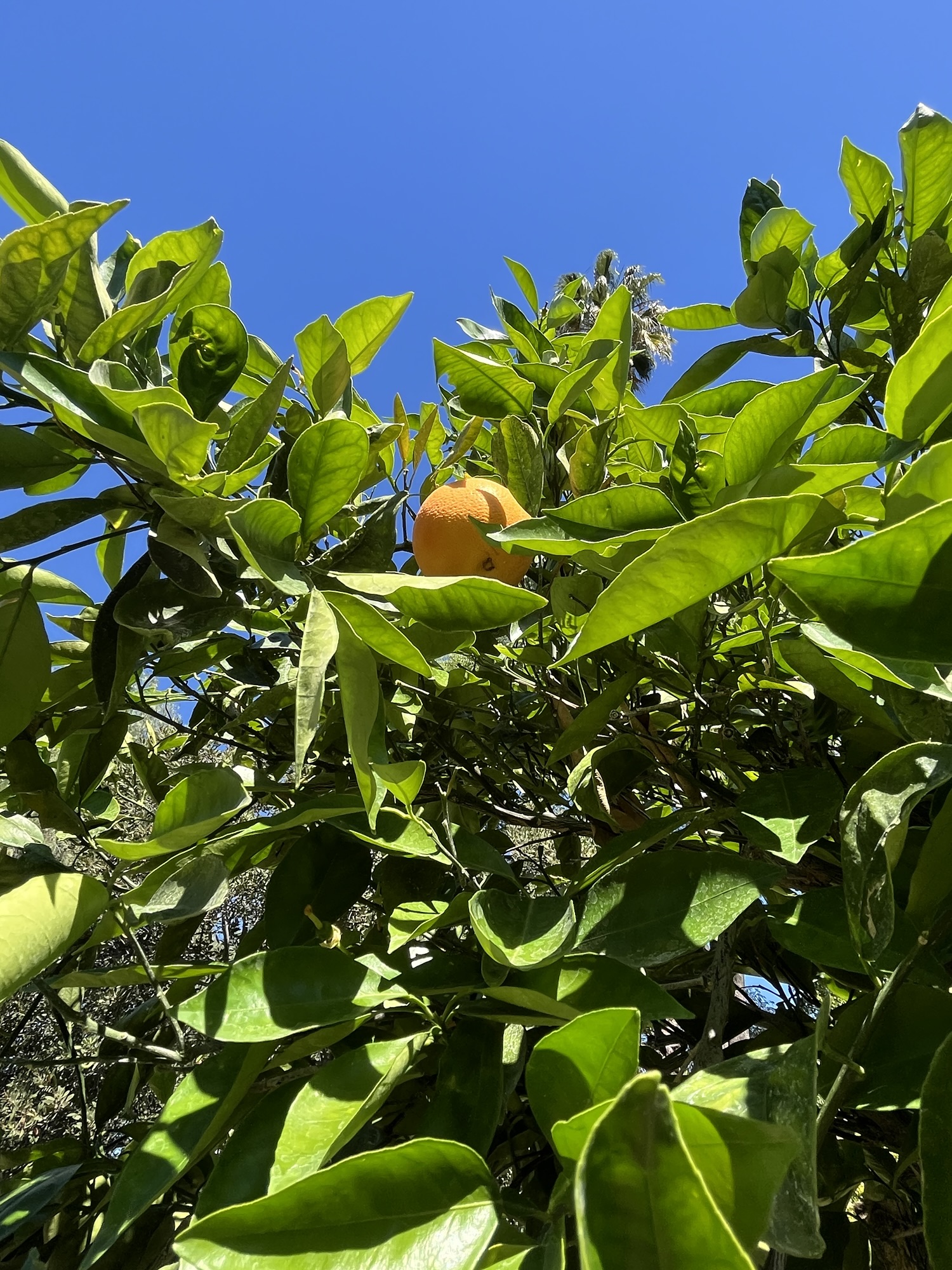 Year-Round Care for Orange Trees in Southern California